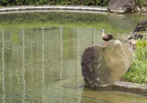 a spot-billed duck.jpg